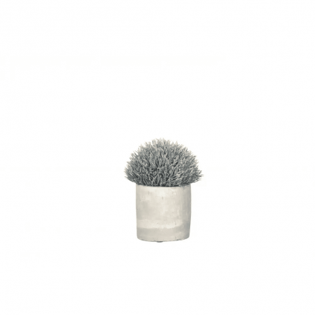 Herbes fines en pot