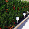 Mur végétal décoration