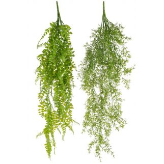 Plante tombante