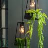 Plante suspendue