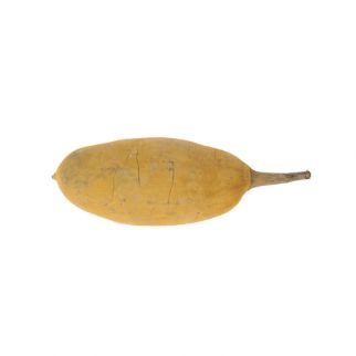 Fruit jaune de Baobab géant (L. 23/27 cm)