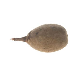 Fruit de Baobab géant, longueur 23/27 cm