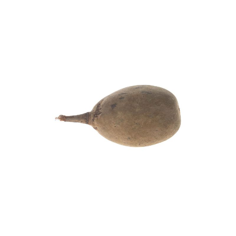 Fruit de Baobab géant, longueur 23/27 cm
